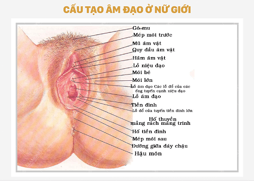 vị trí âm vật