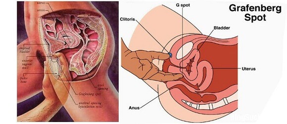 cách tìm điểm g của phụ nữ