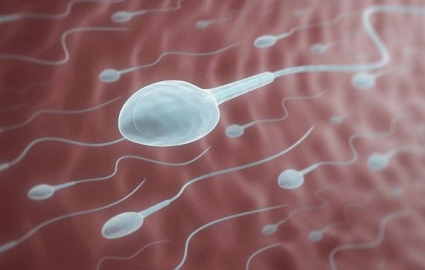 tinh trùng sống được bao lâu trong ống dẫn trứng
