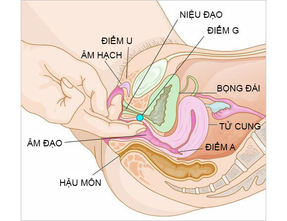 vị trí điểm g