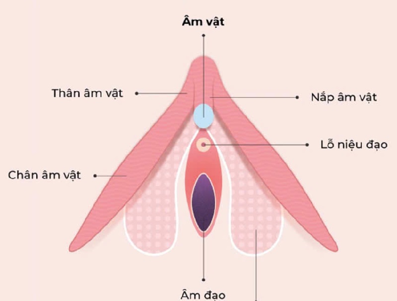 Hình dáng và câu tạo của hột le phụ nữ